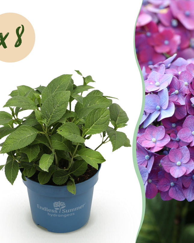 Hortensia Paars - Hydrangea Endles Summer Summer Love Purple - 8 Planten - Pot 14cm - Hoogte 20-25cm