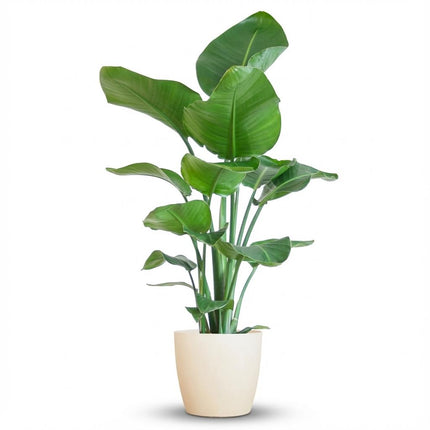 Strelitzia Nicolai con maceta Potter blanca - 80 cm - Ø21