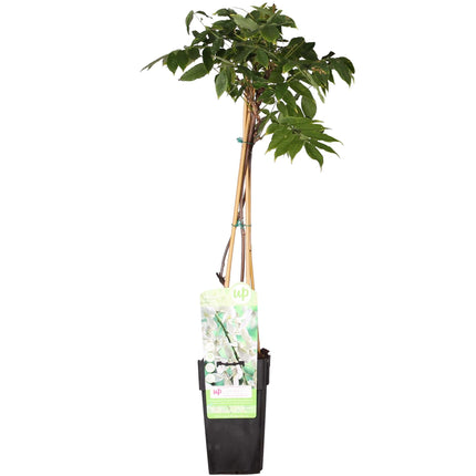 Witte Regen - Wisteria floribunda Alba - Ø15cm - ↕65cm