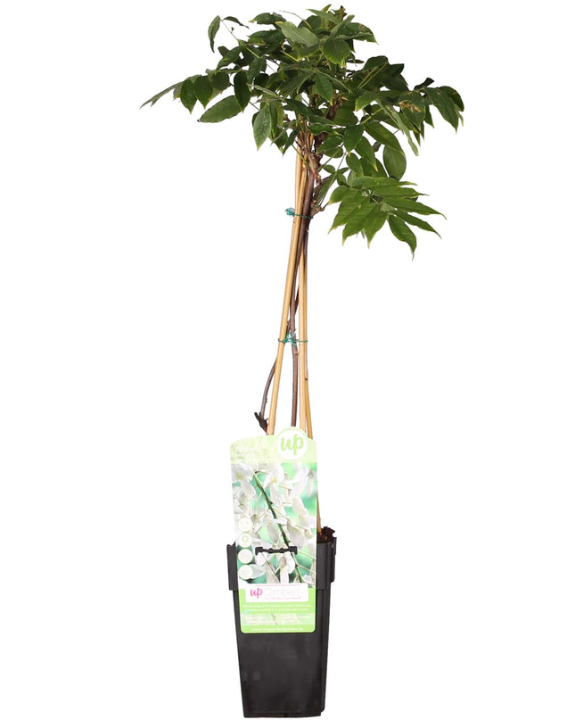 Witte Regen - Wisteria floribunda Alba - Ø15cm - ↕65cm