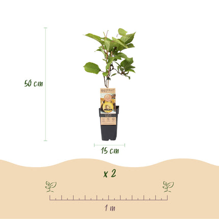 Gele Kiwi Fruitplant - 2 planten - Actinidia deliciosa Golden Kiwi - Gele Vrucht - Pot 15cm Hoogte 50cm