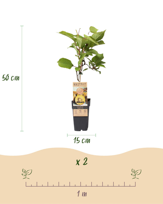 Gele Kiwi Fruitplant - 2 planten - Actinidia deliciosa Golden Kiwi - Gele Vrucht - Pot 15cm Hoogte 50cm