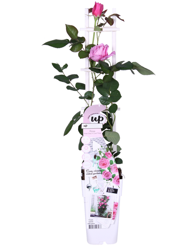 Rosa Crazy in love 'Pink' - Roze Roos - Ø15cm - ↕65cm