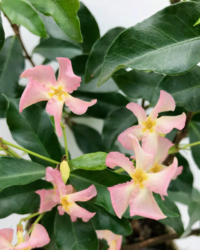 Trachelospermum 'Star of Ibiza' - Toscaanse Jasmijn Roze - Ø15cm - ↕65cm