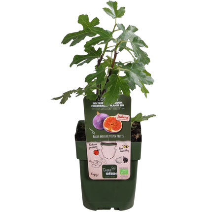 Alberi di fichi BIO - 6 pezzi - Ø 13 cm - ↨ 20 cm