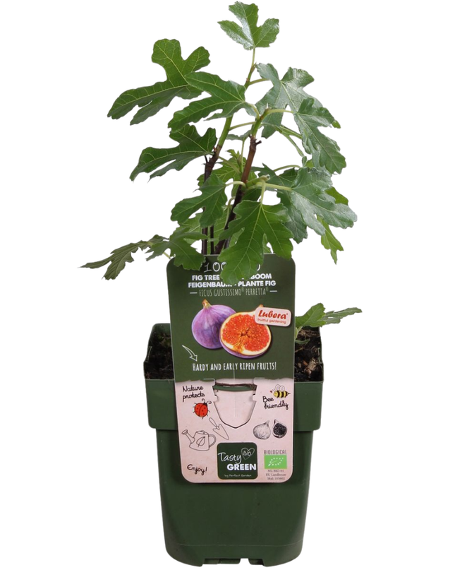 Alberi di fichi BIO - 6 pezzi - Ø 13 cm - ↨ 20 cm