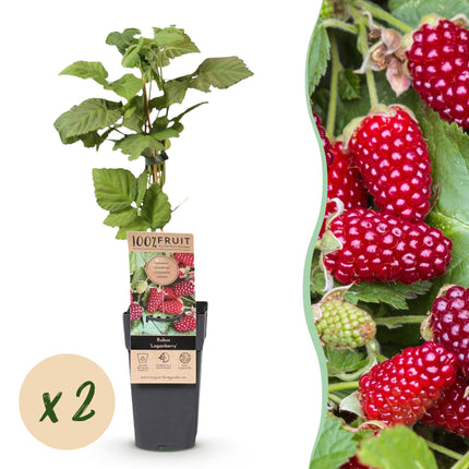 Braamboos - Brombeere Dornenlos Loganbeere - Winterhart - Rote Frucht - 2 Pflanzen - Topf 15cm - Höhe 50cm