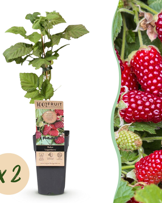Braamboos - Brombeere Dornenlos Loganbeere - Winterhart - Rote Frucht - 2 Pflanzen - Topf 15cm - Höhe 50cm