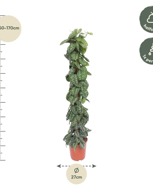 Scindapsus Pictus Trebie mosstok - 160 cm - ø30