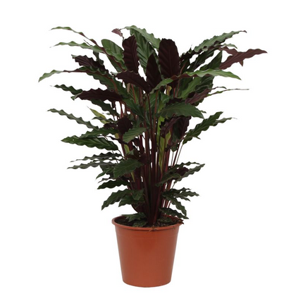 Calathea Wavestar - 80 cm - Ø19 cm