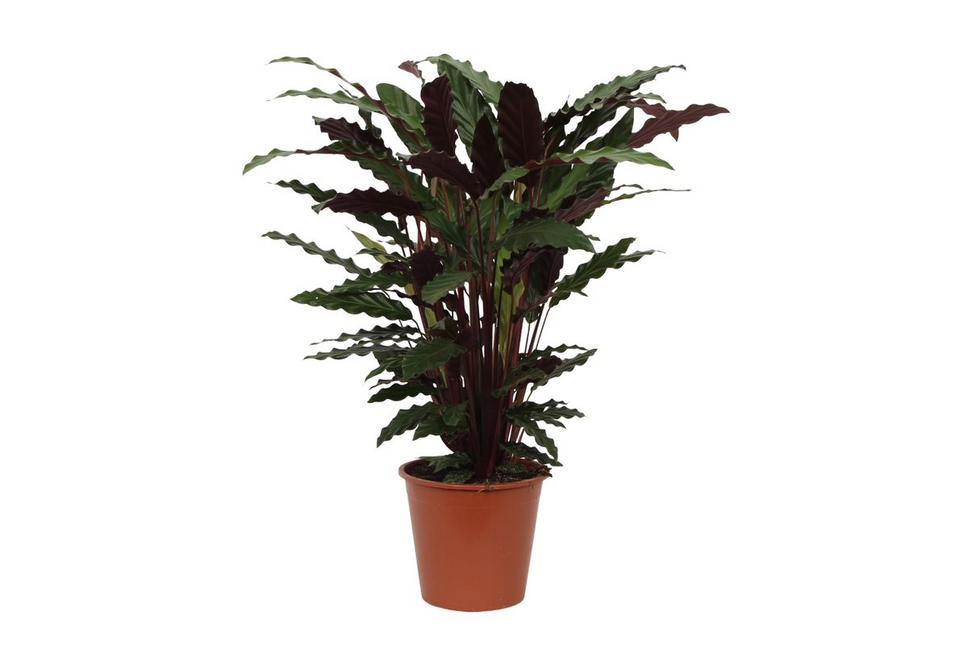 Calathea Wavestar - 80 cm - 19cm  World of Dutch Flowers & Plants B.V.