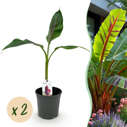 Planta de plátano - Musa sikkemensis Red Tiger - Resistente al invierno - 2 plantas - Maceta 17cm Altura 40cm
