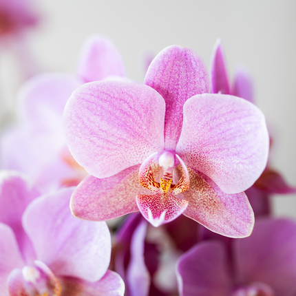 Oudroze Treviso Orchidee + grüner Diabolo Übertopf | Topfgröße Ø9cm | blühende Zimmerpflanze – frisch vom Züchter | inkl. Wasserstandsanzeiger