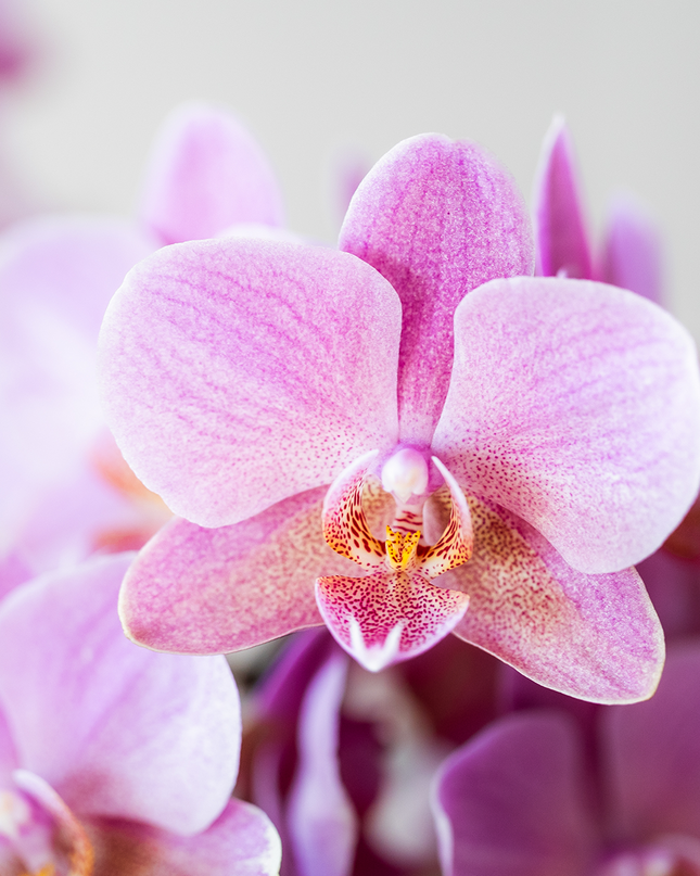 Oudroze Treviso Orchidee + grüner Diabolo Übertopf | Topfgröße Ø9cm | blühende Zimmerpflanze – frisch vom Züchter | inkl. Wasserstandsanzeiger