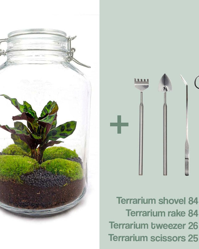 DIY terrarium - Jar Calathea - ↕ 28 cm - Normal