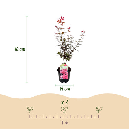 Japanse Esdoorn - 2 planten - Acer palmatum Skeetsers Broom - Paars - Bladverliezend - Pot 19cm Hoogte 70cm