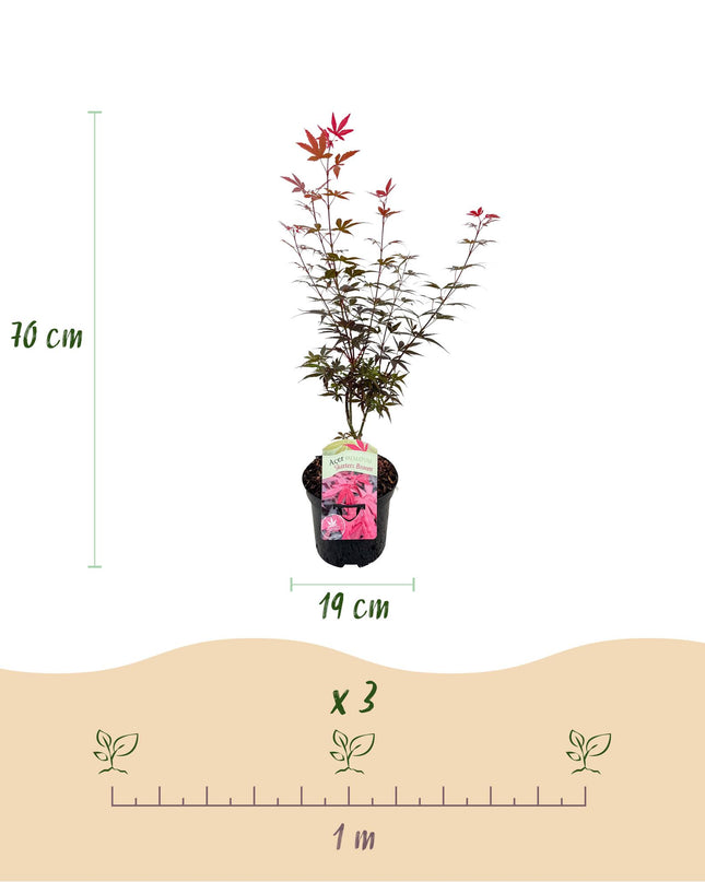 Japanse Esdoorn - 2 planten - Acer palmatum Skeetsers Broom - Paars - Bladverliezend - Pot 19cm Hoogte 70cm