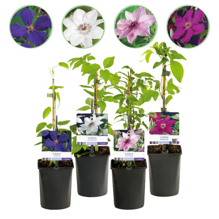 Klimplant - 4 planten - Clematis Rainbow - Bloem Roze Wit Paars Rood - Weinig onderhoud - Pot 11cm Hoogte 40cm