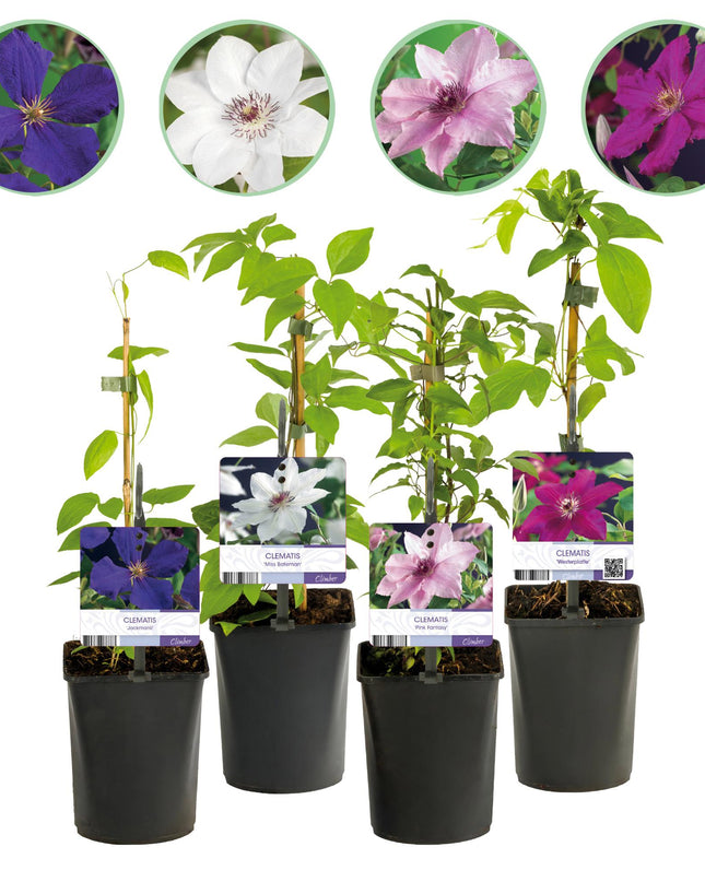 Klimplant - 4 planten - Clematis Rainbow - Bloem Roze Wit Paars Rood - Weinig onderhoud - Pot 11cm Hoogte 40cm