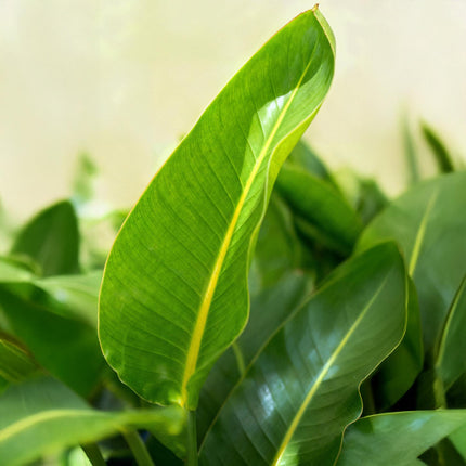 Strelitzie Nicolai - Paradiesvogelblume + Korb - Topf 21cm - Höhe 110-120cm