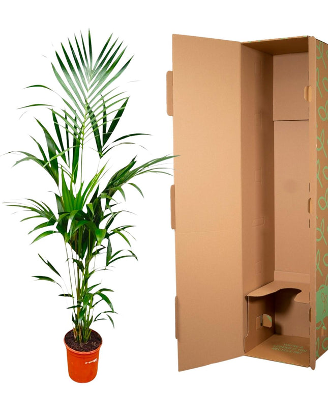 Kentia palm - 180cm - ⌀21 -24