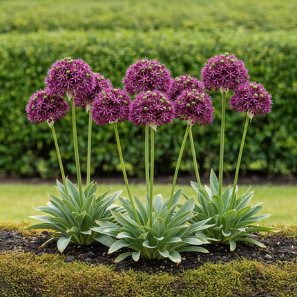 Bloembollen - Allium Miami - Kleur Paars - 15 stuks - Bolmaat 10/11 - XXL Pack