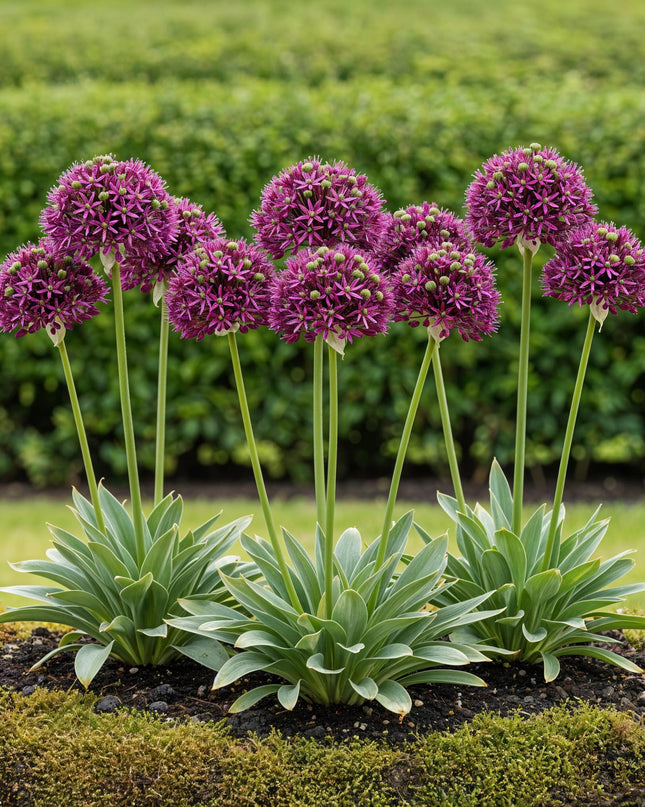 Bloembollen - Allium Miami - Kleur Paars - 15 stuks - Bolmaat 10/11 - XXL Pack