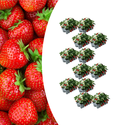Erdbeeren 6er Pack (Fragaria) 100% biologisch 12x