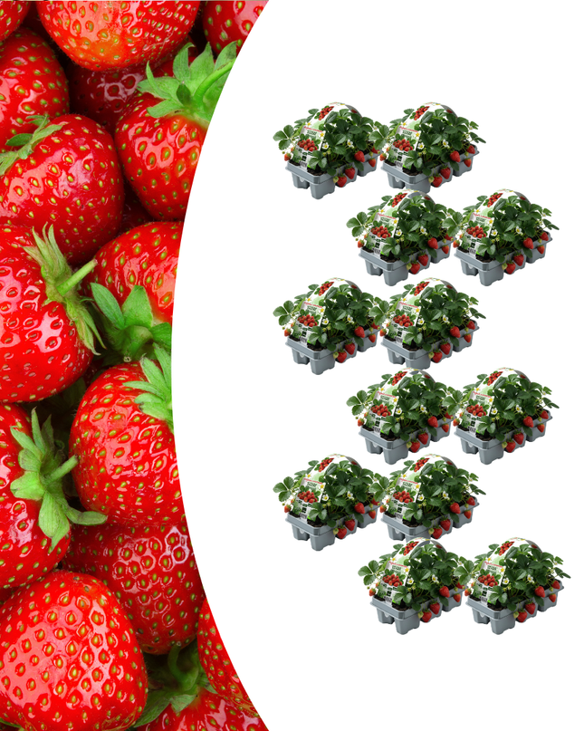 Erdbeeren 6er Pack (Fragaria) 100% biologisch 12x