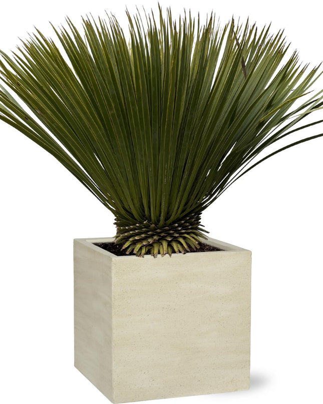Yucca Rostrata - 70cm- Ø30