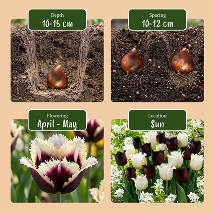 120x Tulipa Breakdance-Mix – Tulpe Breakdance-Mix – Verschiedene – Frühjahrsblüher – Zwiebelgröße 11/12