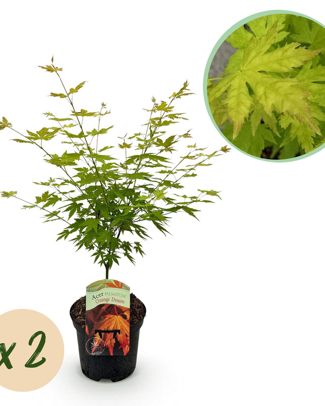 Érable du Japon - Acer palmatum Orange Dream - Orange - 2 Plantes - Caduc - Pot 19cm Hauteur 70cm