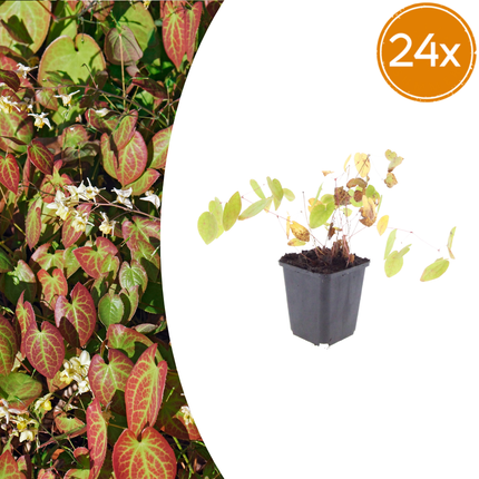 24x Epimedium y. 'Niveum' - ↕10-25cm - Ø9cm