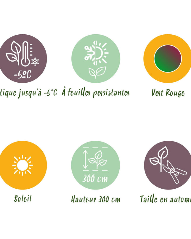 Bananen plant - 2 planten Musa sikkemensis Red Tiger - Winterhard - Pot 12cm Hoogte 30cm