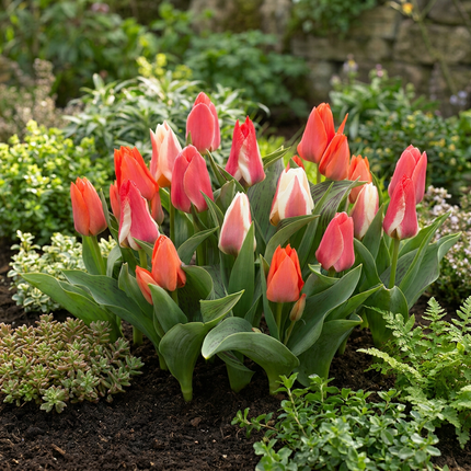 120x Tulipa Greigii mix – Greigii-Tulpenmischung – Verschiedene – Frühjahrsblüher – Zwiebelgröße 11/12