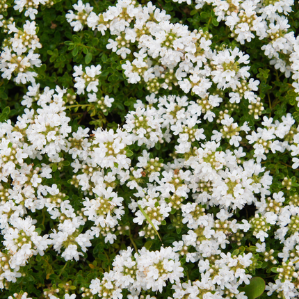 48x Thymus praecox 'Albiflorus' - ↕10-25cm - Ø9cm