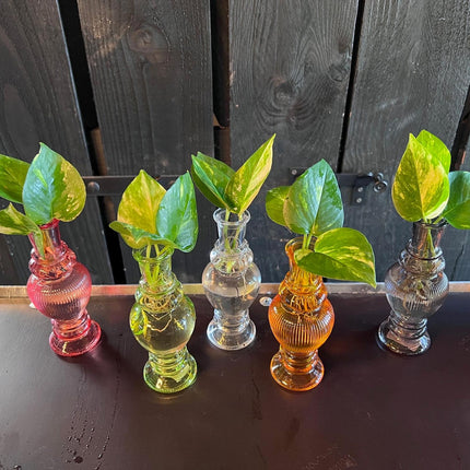 Kamerplanten Mix in Venice Glas - 6 stuks - Ø7cm - ↕20cm