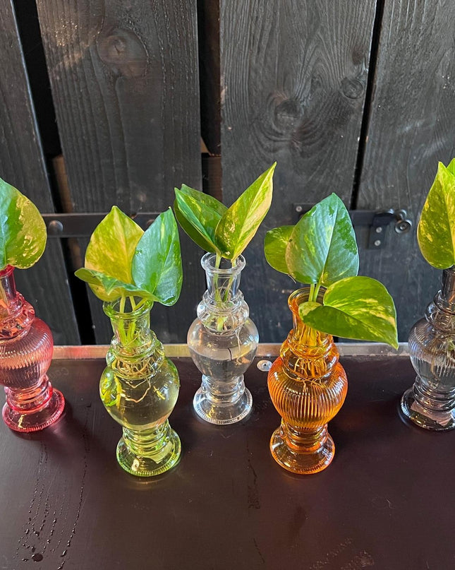 Kamerplanten Mix in Venice Glas - 6 stuks - Ø7cm - ↕20cm