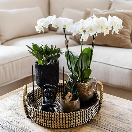 Kolibri Company | Gift set Urban Nature | Plantenset met Phalaenopsis Orchidee en Succulenten incl. keramieken sierpotten