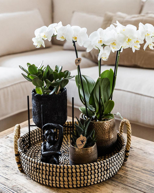Kolibri Company | Gift set Urban Nature | Plantenset met Phalaenopsis Orchidee en Succulenten incl. keramieken sierpotten