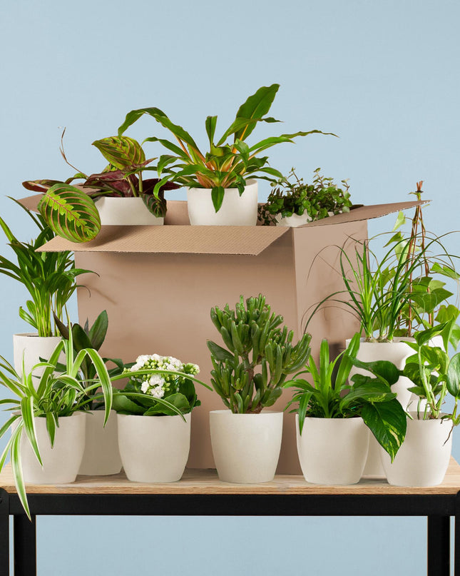 Groene Kneusjesbox - 12 stuks - incl 12 x pot wit