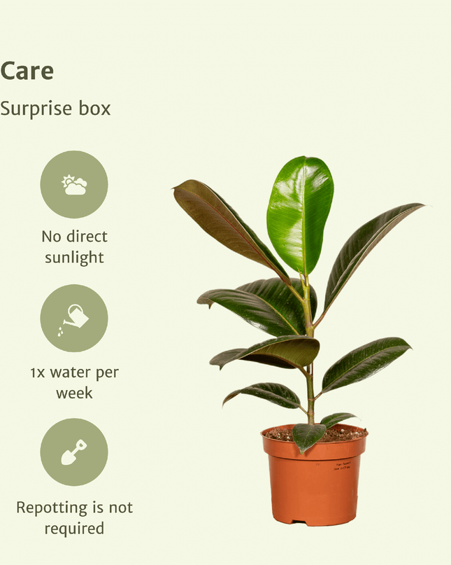 Verrassingsbox - 6 stuks - Ø12cm - ↕25cm