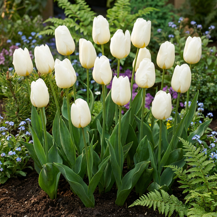 30x Tulipa Triumph White - Tulipano Triumph - Bianco - Fioritura primaverile - Calibro del bulbo 11/12