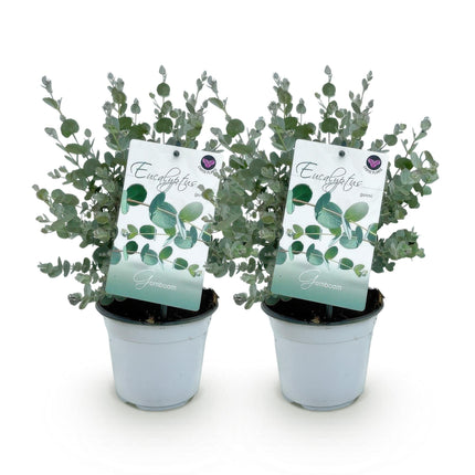 Eucalyptus boom - Eucalyptus gunni  - Grijs - 2 Planten - Winterhard - Pot 14cm Hoogte 30cm