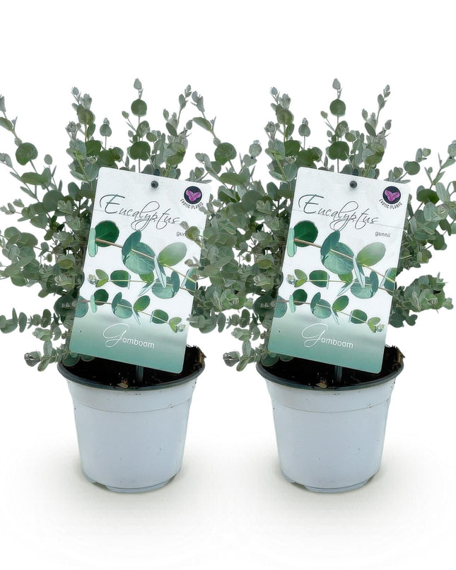 Eucalyptus boom - Eucalyptus gunni  - Grijs - 2 Planten - Winterhard - Pot 14cm Hoogte 30cm