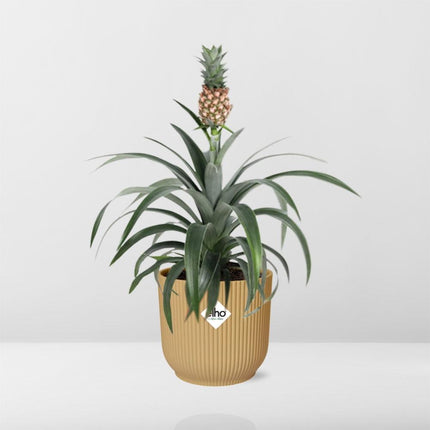 Ananas Mi Amigo incl. pot ELHO Vibes Fold 14cm geel