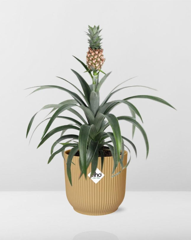 Ananas Mi Amigo incl. pot ELHO Vibes Fold 14cm geel