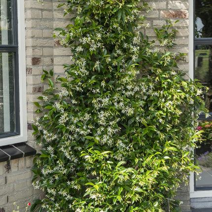 Trachelospermum 'Star of Venice' - Toscaanse Jasmijn Wit - Ø15cm - ↕65cm