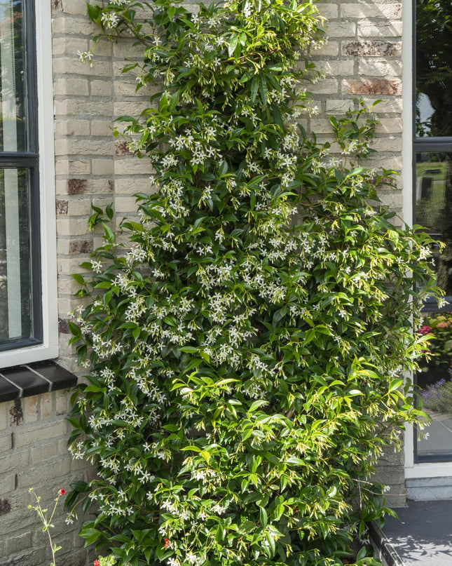 Trachelospermum 'Star of Venice' - Toscaanse Jasmijn Wit - Ø15cm - ↕65cm