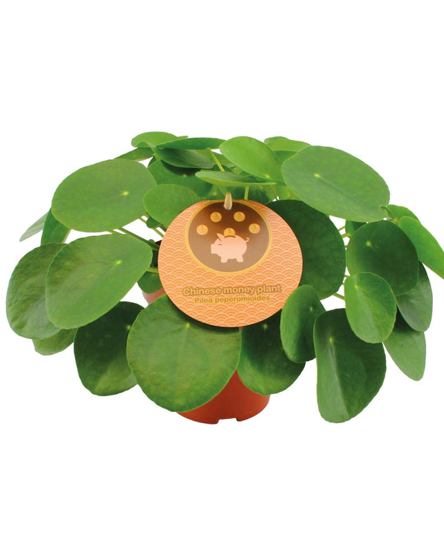 Pilea Peperomioides - Ø15cm - ↕30cm